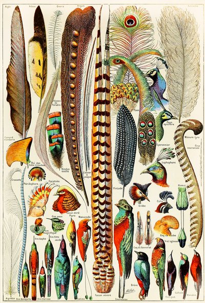 Illustration of Feathers and Birds c.1923 by Adolphe Philippe Millot