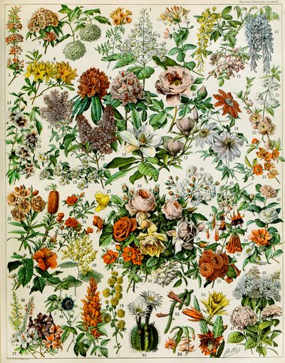 Illustration of Flowering Plants c.1923 by Adolphe Philippe Millot