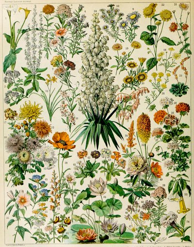 Illustration of Flowering Plants c.1923 by Adolphe Philippe Millot