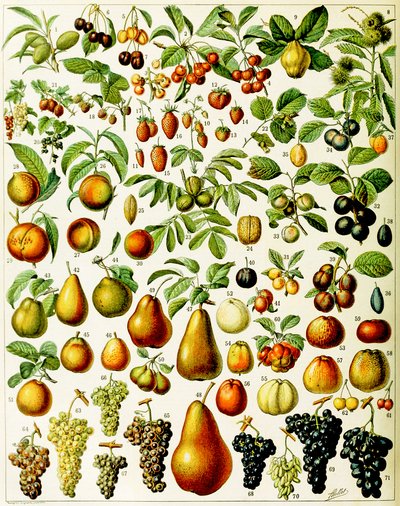 Illustration of Fruit c.1923 by Adolphe Philippe Millot
