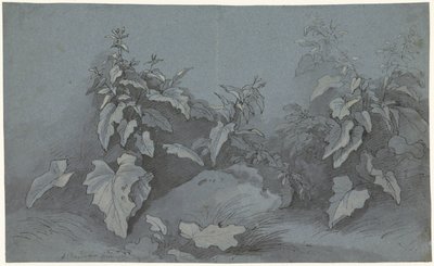 Plant Study by Adriaan Boudewyns