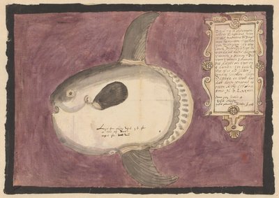 Ocean Sunfish (Mola mola) by Adriaen Coenen