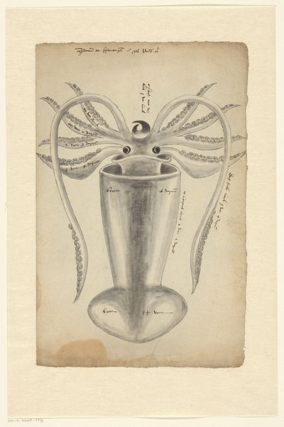 Squid by Adriaen Coenen
