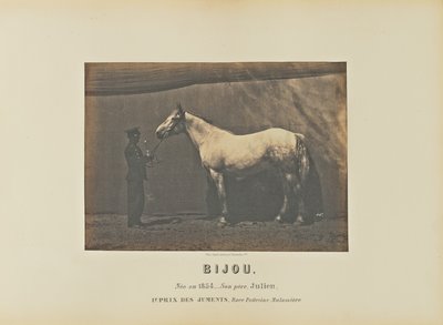Jewel by Adrien Alban Tournachon