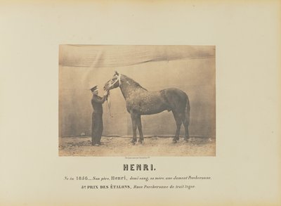 Henry by Adrien Alban Tournachon