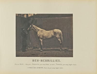 Meg-Merrillies by Adrien Alban Tournachon