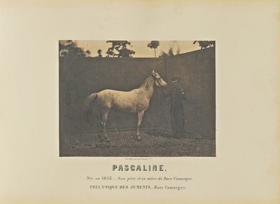Pascaline by Adrien Alban Tournachon