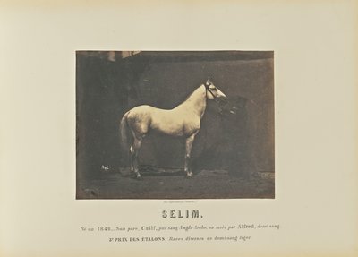 Selim by Adrien Alban Tournachon