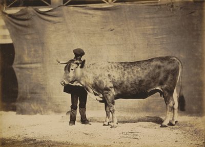 Garonnaise Cow, Aged 5 to 6 Years by Adrien Tournachon