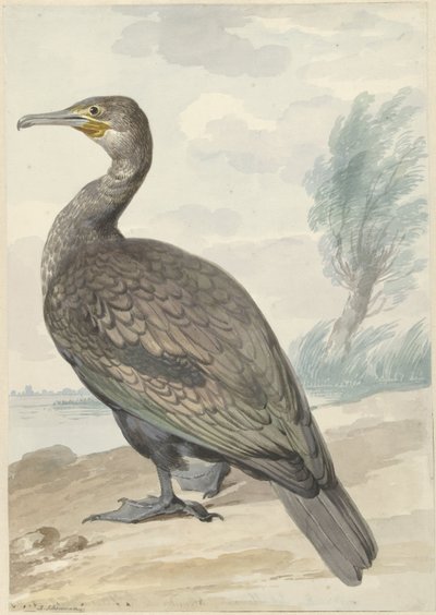 Cormorant by Aert Schouman
