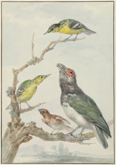 Four Different Birds on a Branch by Aert Schouman
