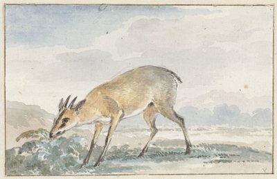 Guinea Duiker or Sylvicapra Grimmia by Aert Schouman