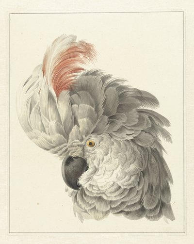 Head of a Cockatoo by Aert Schouman