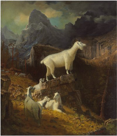 Rocky Mountain Goats by Albert Bierstadt