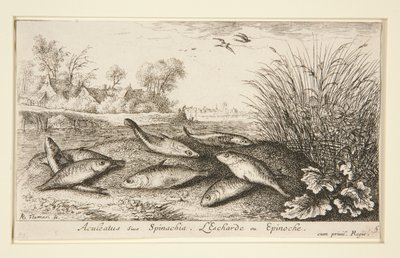Aculeatus sive Spinachia by Albert Flamen