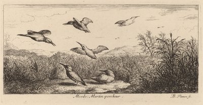 Alcedo, The Kingfisher by Albert Flamen