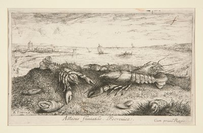 Astacus fluviatilis by Albert Flamen