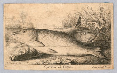 Carp by Albert Flamen