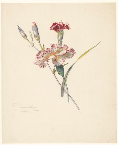 Study Sheet with Carnations by Albertus Steenbergen