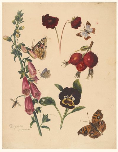 Study Sheet with Flowers and Butterflies by Albertus Steenbergen