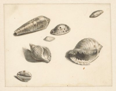 Study Sheet with Various Shells by Albertus Steenbergen