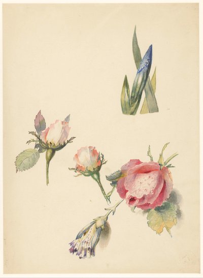 Study Sheet with Three Roses and an Iris by Albertus Steenbergen