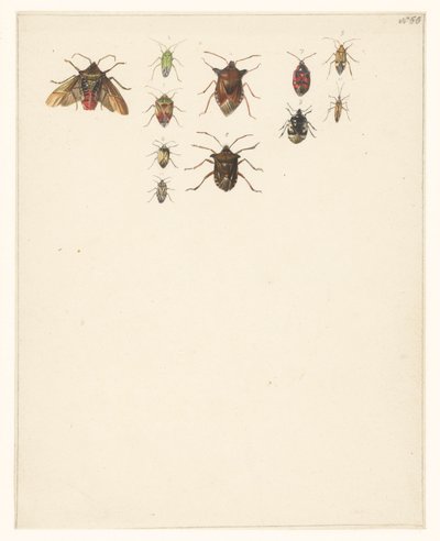 Study Sheet with Eleven Different Beetles by Albertus Steenbergen