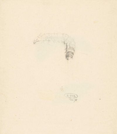Study Sheet with Caterpillar, Lasiocampa Quireifolia by Albertus Steenbergen