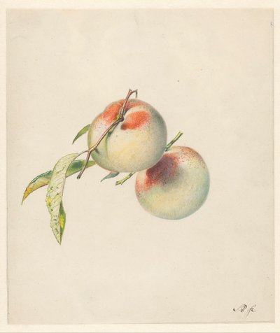 Two Peaches on Their Stems by Albertus Steenbergen