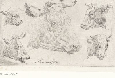 Five Heads of Cows by Albertus Verhoesen