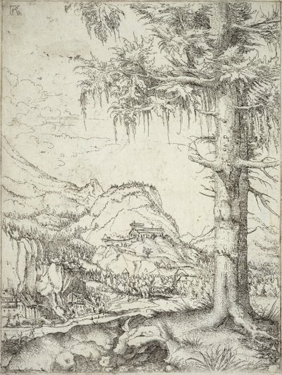 The Large Spruce by Albrecht Altdorfer