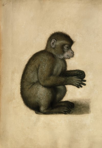 Monkey by Albrecht Dürer