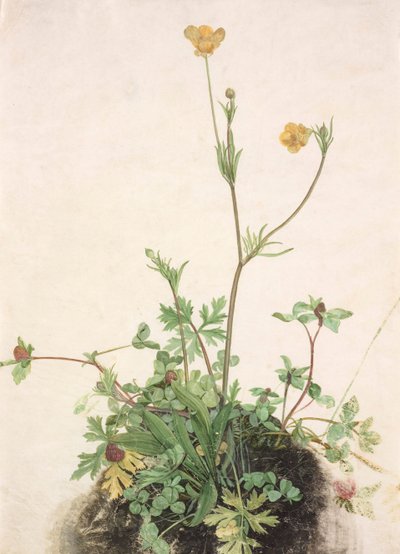 Buttercups, Red Clover and Plantain by Albrecht Dürer