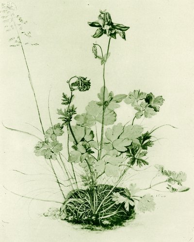 Columbine by Albrecht Dürer