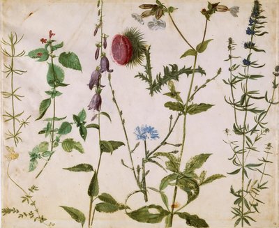 Eight Studies of Wild Flowers by Albrecht Dürer
