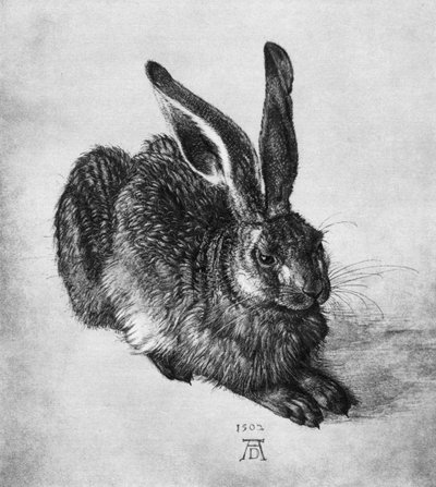 Hare by Albrecht Dürer