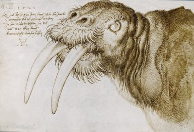 Head of a Walrus, 1521 by Albrecht Dürer