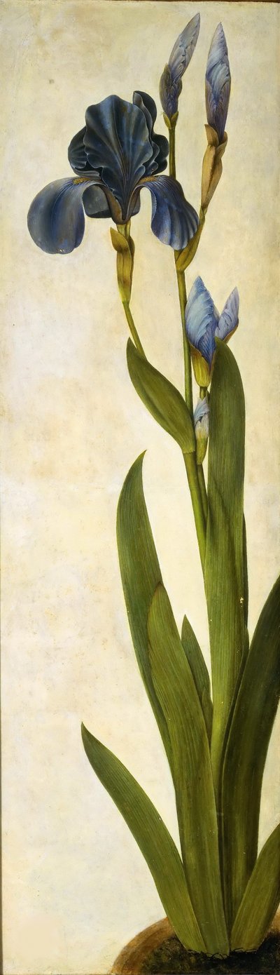 Iris troiana by Albrecht Dürer