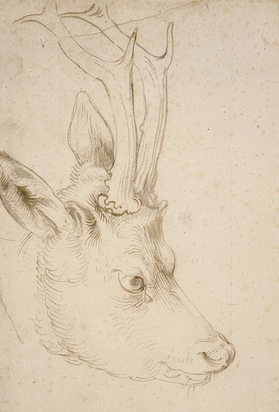 Head of a Roe Deer, c. 1503 by Albrecht Dürer