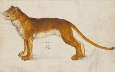 Lioness by Albrecht Dürer