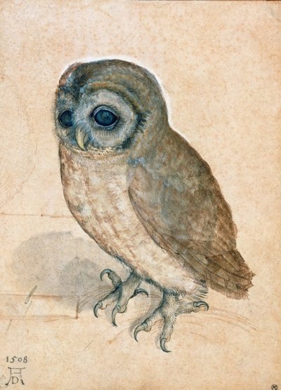 Little Owl by Albrecht Dürer