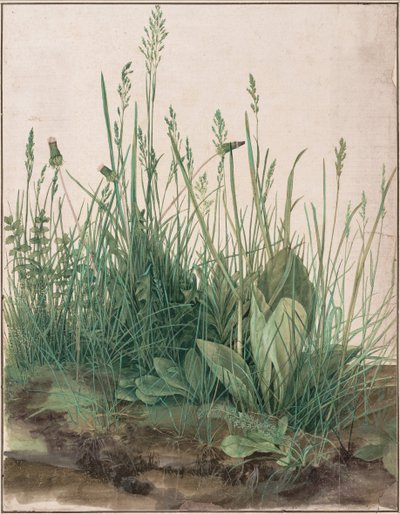 The Large Piece of Turf by Albrecht Dürer