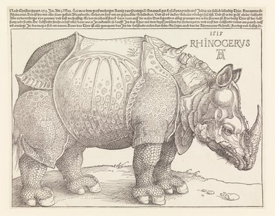 The Rhinoceros by Albrecht Dürer