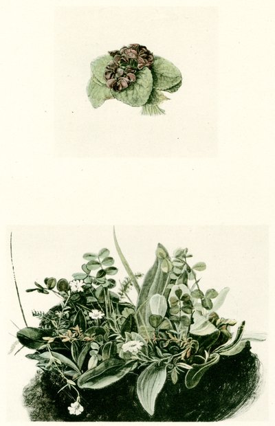 Violets by Albrecht Dürer