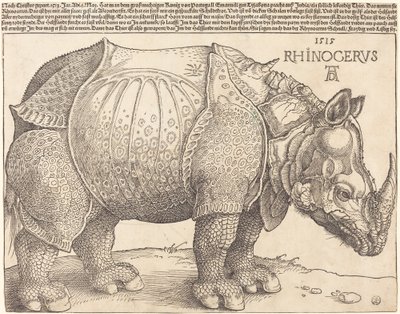 The Rhinoceros by Albrecht Dürer