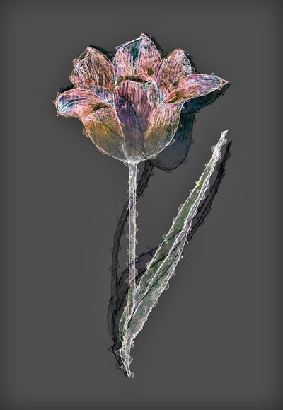 Flower by Alex Caminker