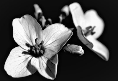 Natural composition by Alex Caminker