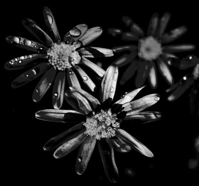 Triple star by Alex Caminker