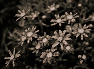 Untitled by Alex Caminker