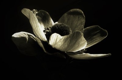 Untitled by Alex Caminker